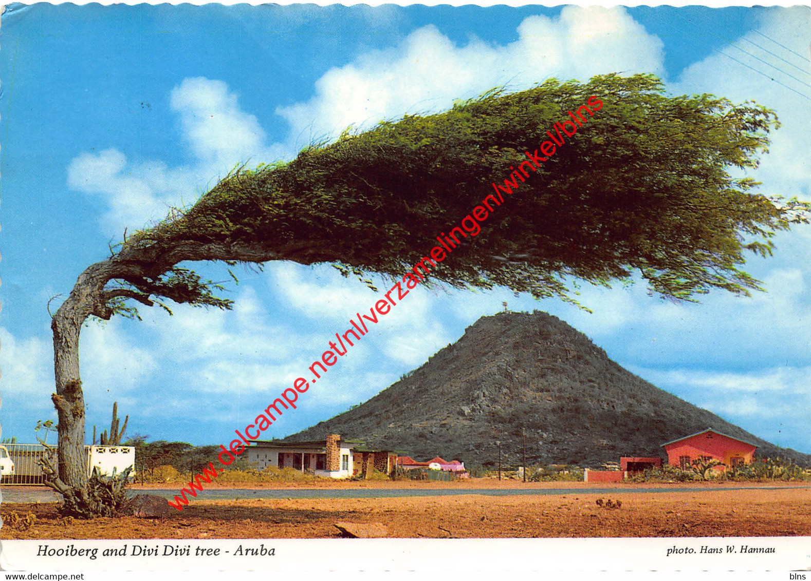 Hooiberg And Divi Sivi Tree - Aruba - Netherlands Antilles - Nederlandse Antillen - Aruba