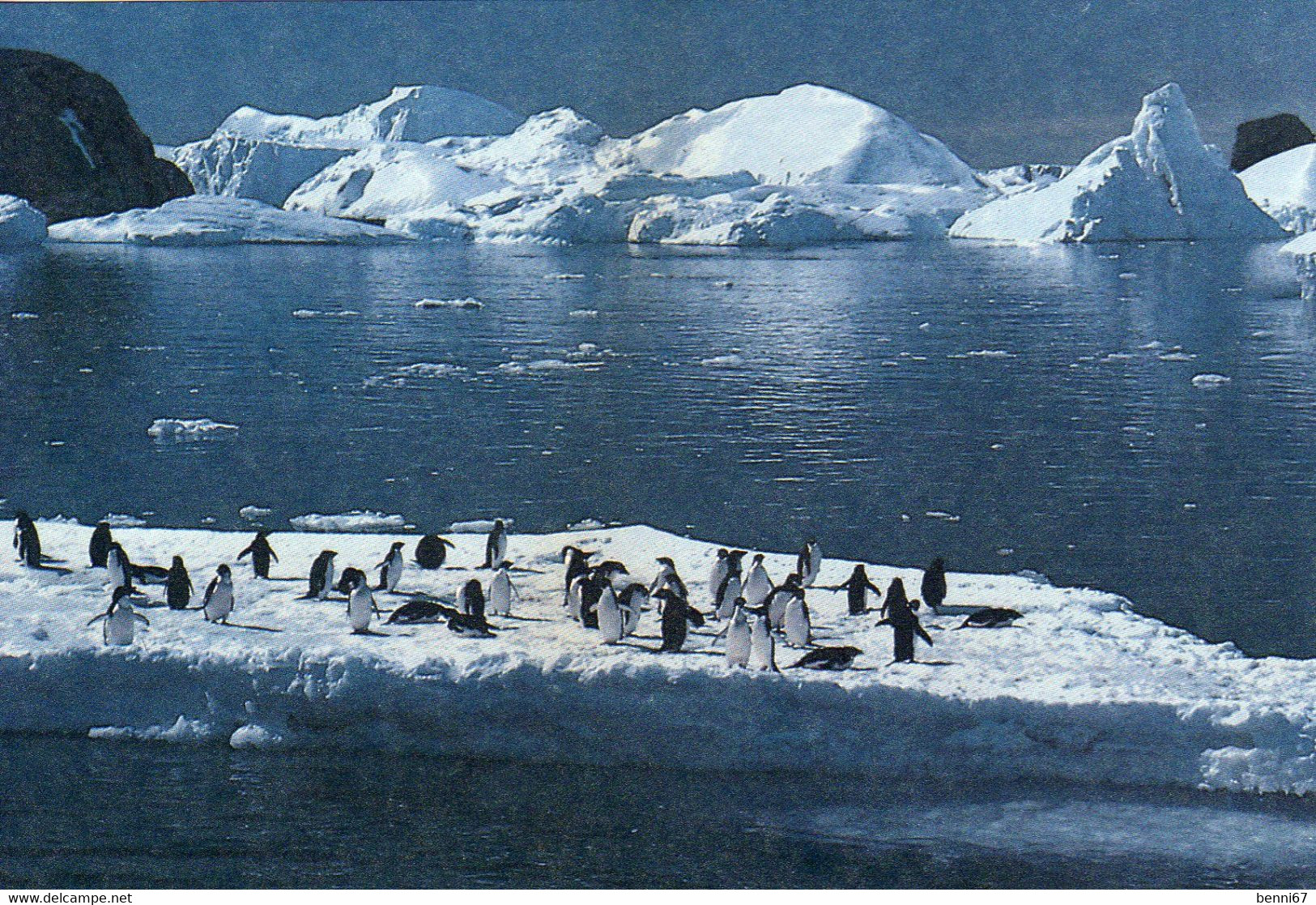 TAAF FSAT Entier Postal Terre Adelie Manchots Scan Recto Verso - TAAF : Terres Australes Antarctiques Françaises