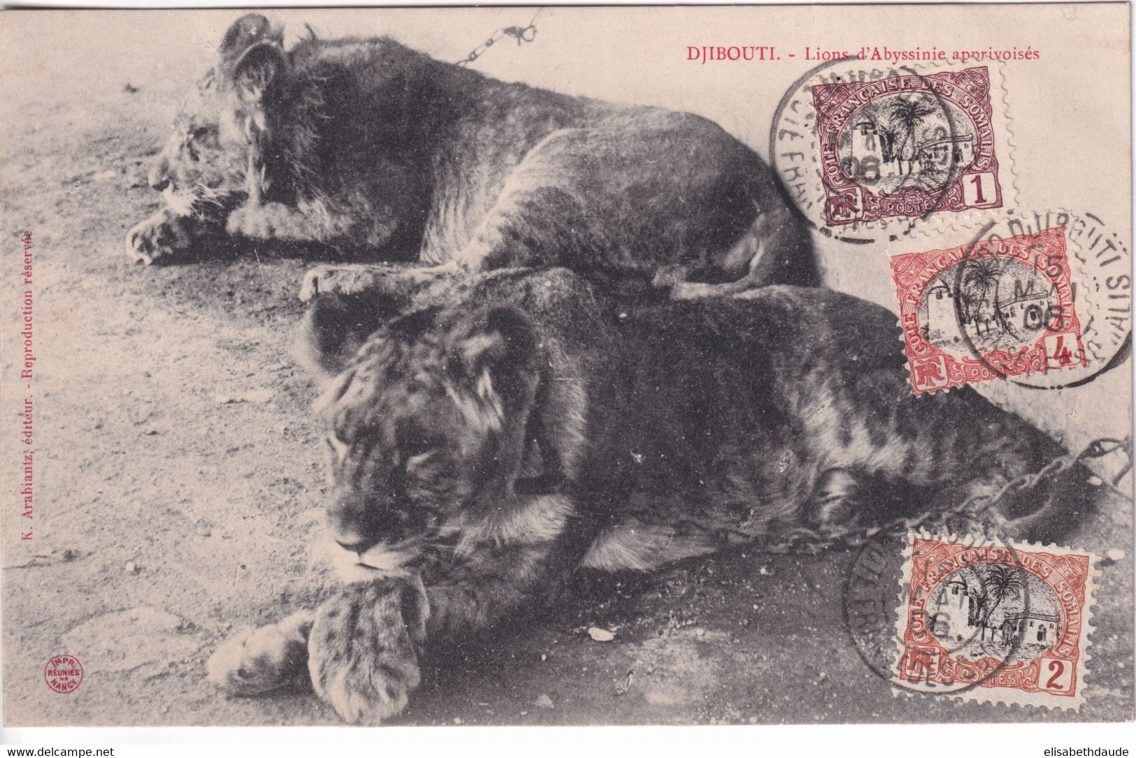 COTE DES SOMALIS - 1906 - CARTE De DJIBOUTI NON CIRCULEE - LIONS D'ABYSSINIE - Storia Postale