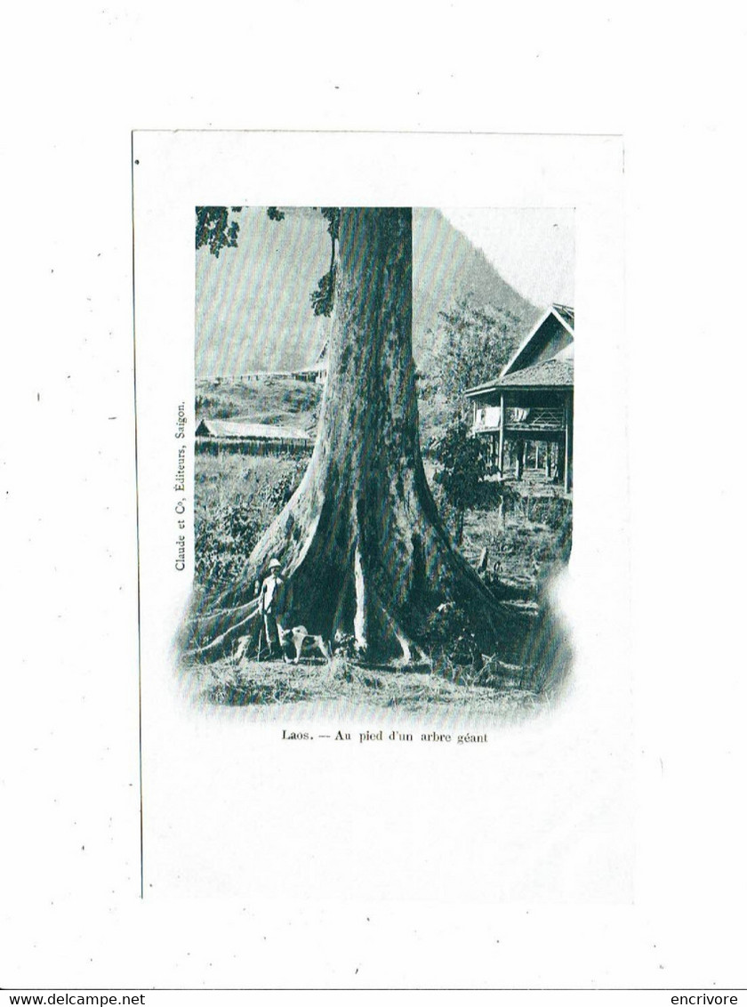 Cpa LAOS Au Pied D'un Arbre Géant Homme à La Pose Indo-Chine Indochine Claude Et Co éditeurs Saïgon - Laos