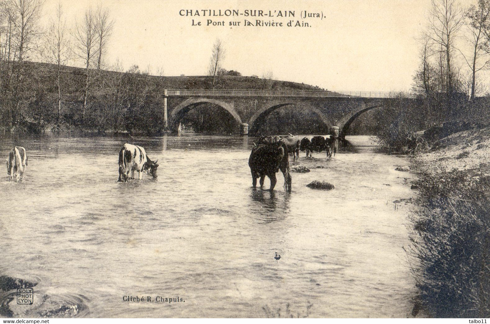 39 -  Jura - Châtillon Sur L'Ain - Le Pont Sur La Rivière D'Ain - Vaches S'abreuvant - Beaufort