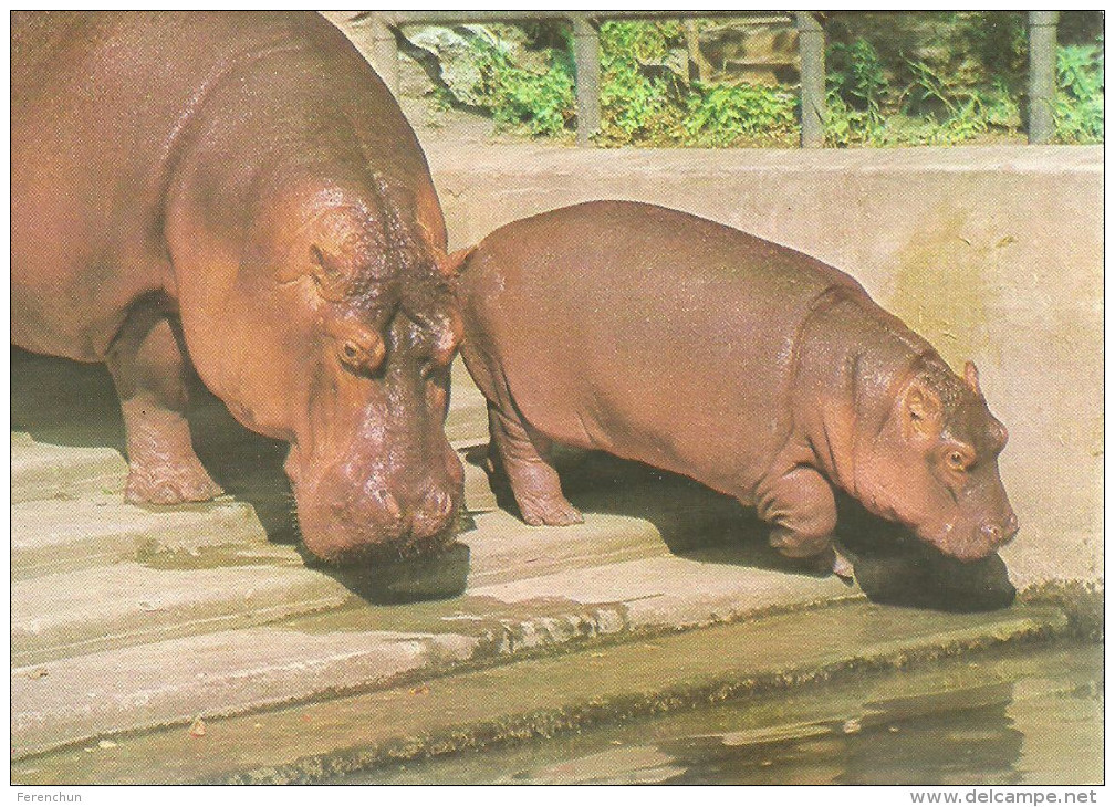 HIPPOPOTAMUS * BABY HIPPO * ANIMAL * ZOO & BOTANICAL GARDEN * BUDAPEST * KAK 0028 811 * Hungary - Hippopotamuses