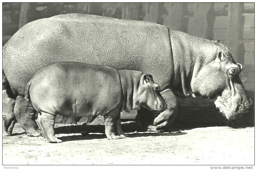 HIPPOPOTAMUS * BABY HIPPO * ANIMAL * ZOO & BOTANICAL GARDEN * BUDAPEST * KAK 0203 783 * Hungary - Ippopotami
