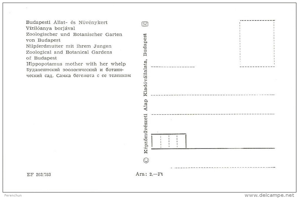 HIPPOPOTAMUS * BABY HIPPO * ANIMAL * ZOO & BOTANICAL GARDEN * BUDAPEST * KAK 0203 783 * Hungary - Ippopotami