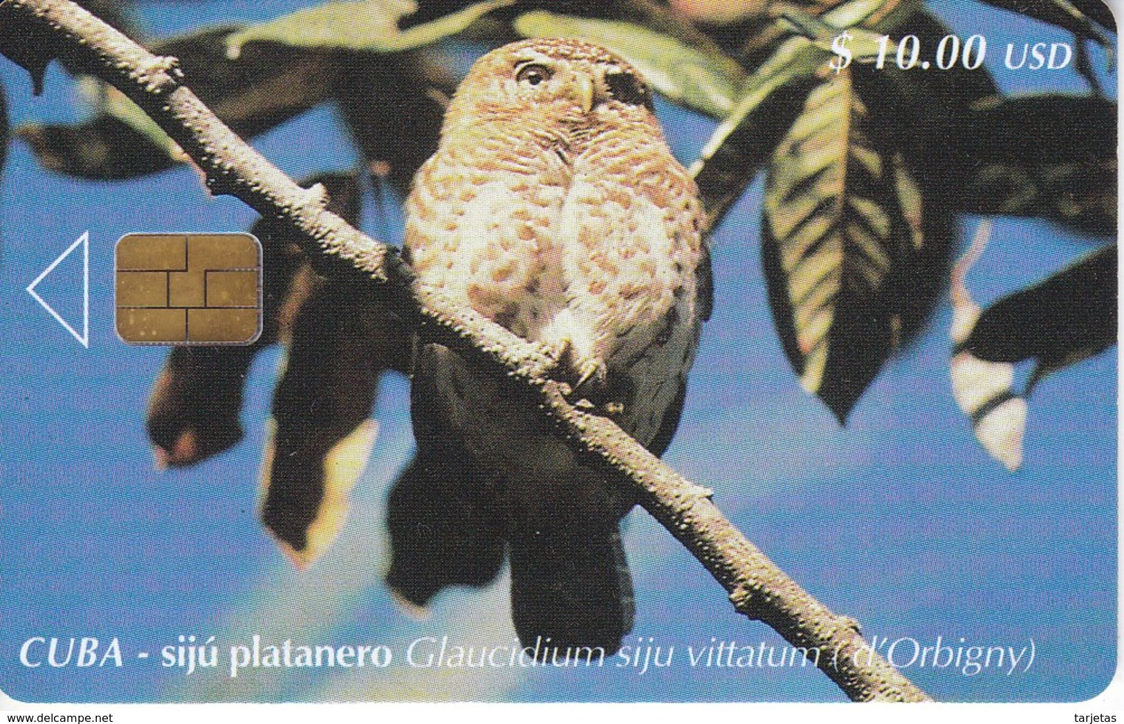 101 TARJETA DE CUBA DEL SIJU PLATANERO (BUHO-OWL) - Eulenvögel