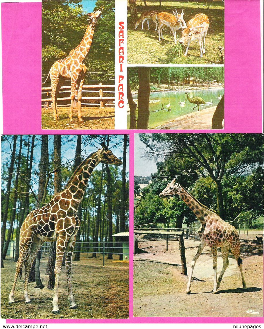 Lot 3 Cartes De Girafe Dans Un Parc En France La Flèche, Frèjus, Peaugres - Jirafas