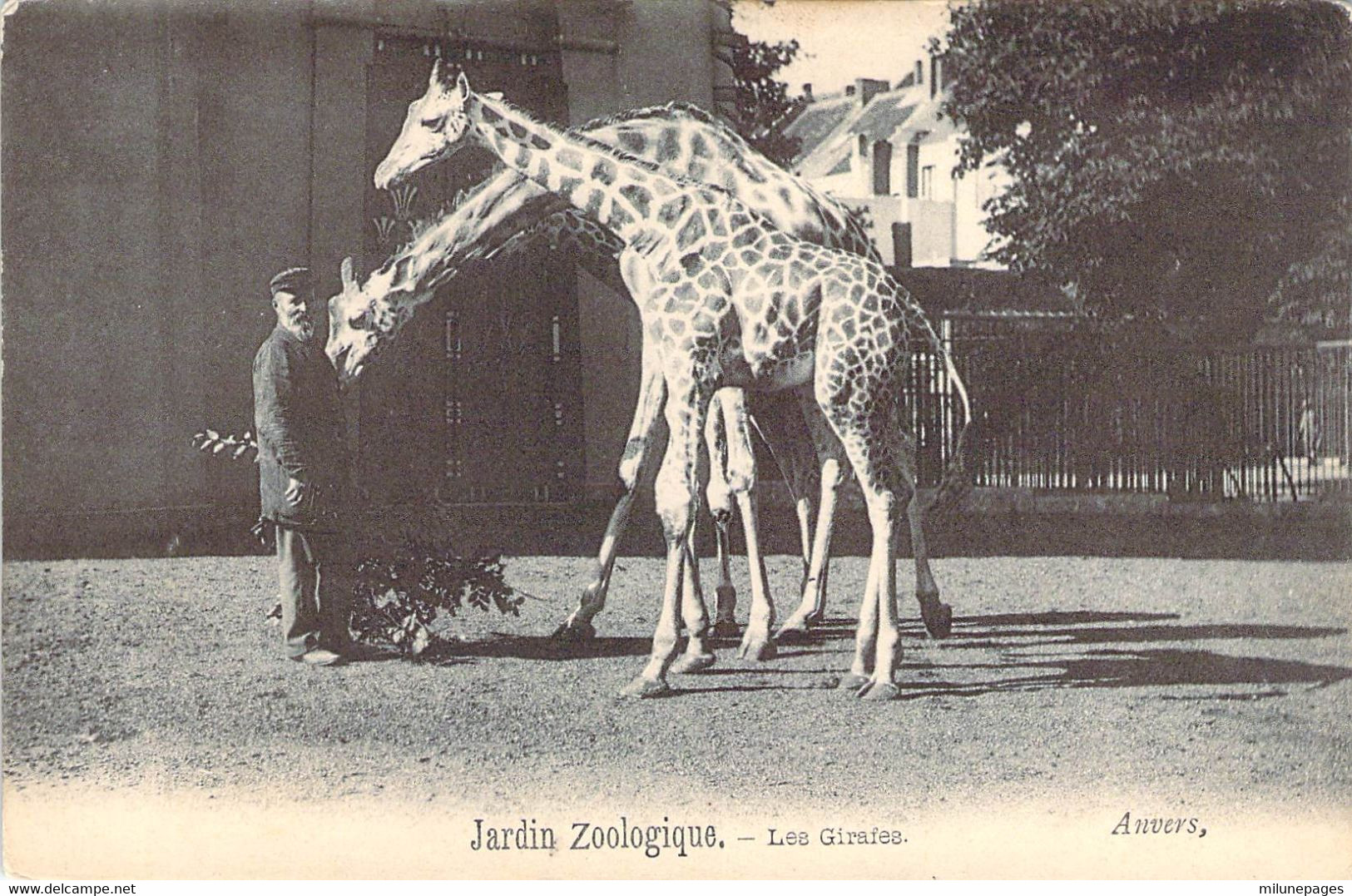 Les Girafes Du Jardin Zoologique D'ANVERS En Belgique - Giraffes