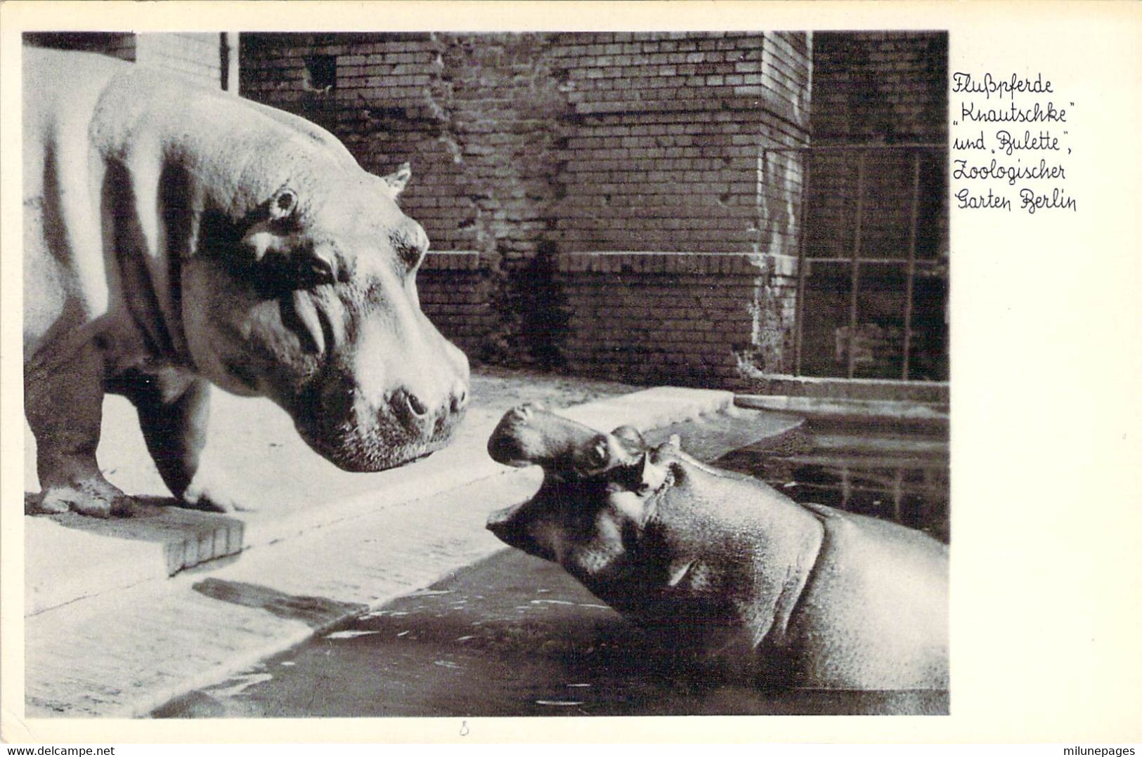 Une Maman Hippopotame Et Son Petit Dans L'eau Au Zoo De Berlin Flusspferde Zoologischer Garten Berlin - Hippopotames