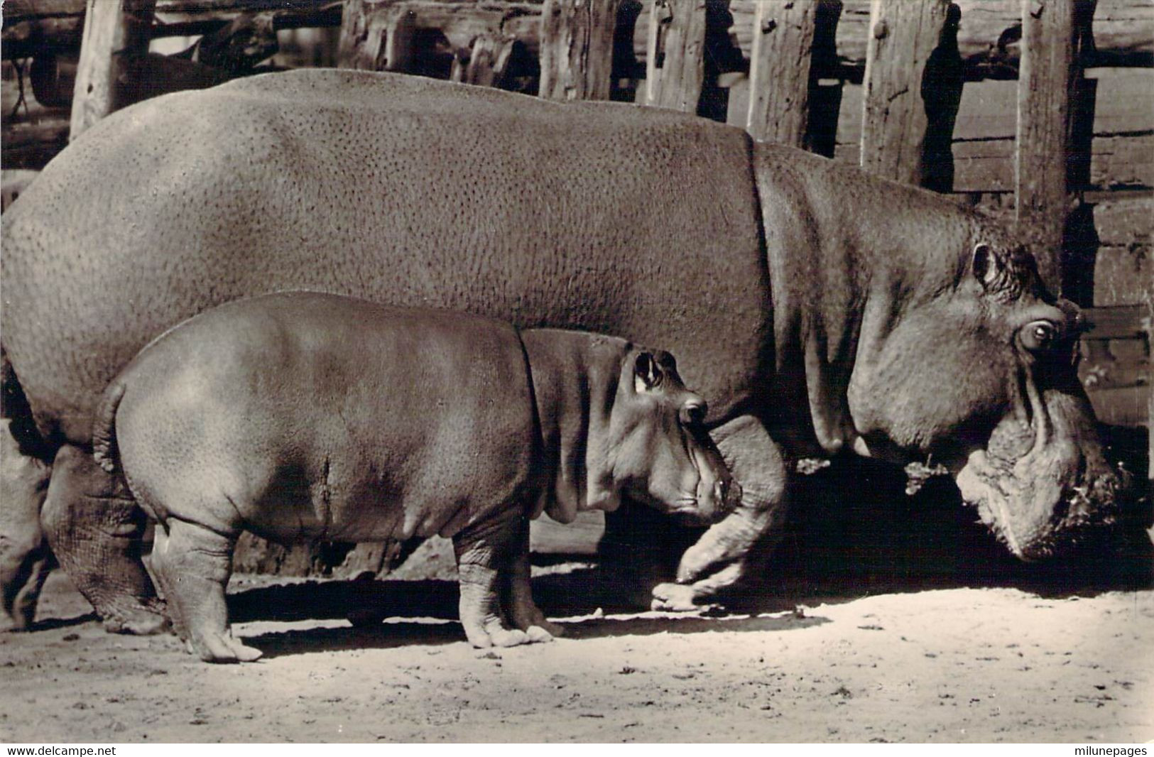 Une Maman Hippopotame Et Son Petit Au Zoo De Budapest Budapesti Allat és Növénykert Viziloanya Borjaval - Hippopotames