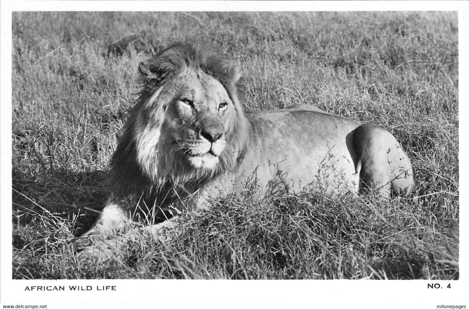 Lion Au Repos  African Wild Life By Kathleen Firmin N°4 Lion - Lions