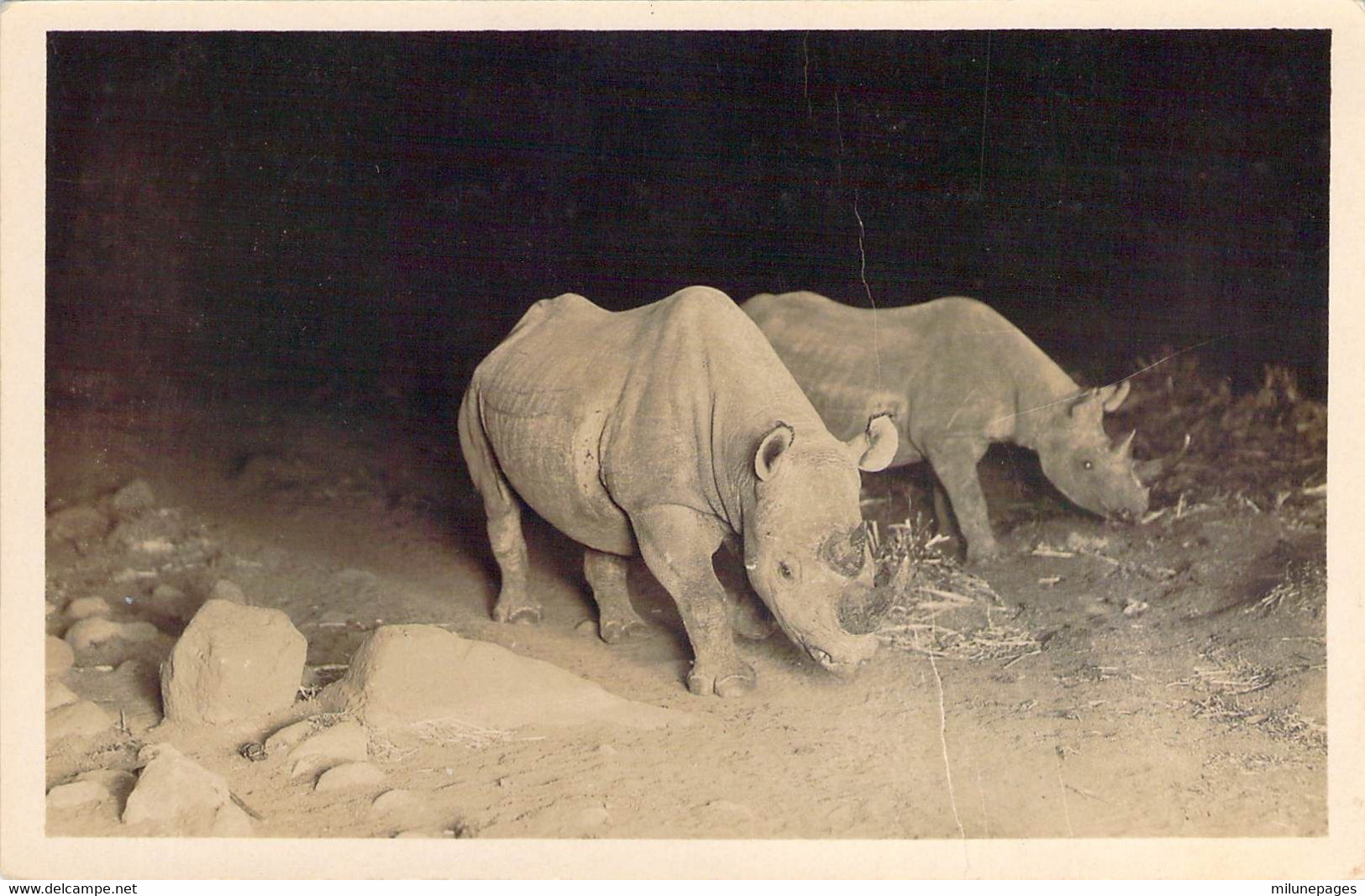 Carte Photo Rhinocéros De Nuit Photocard Martin Johnson Flashlight Of 2 Rhinos - Rhinocéros