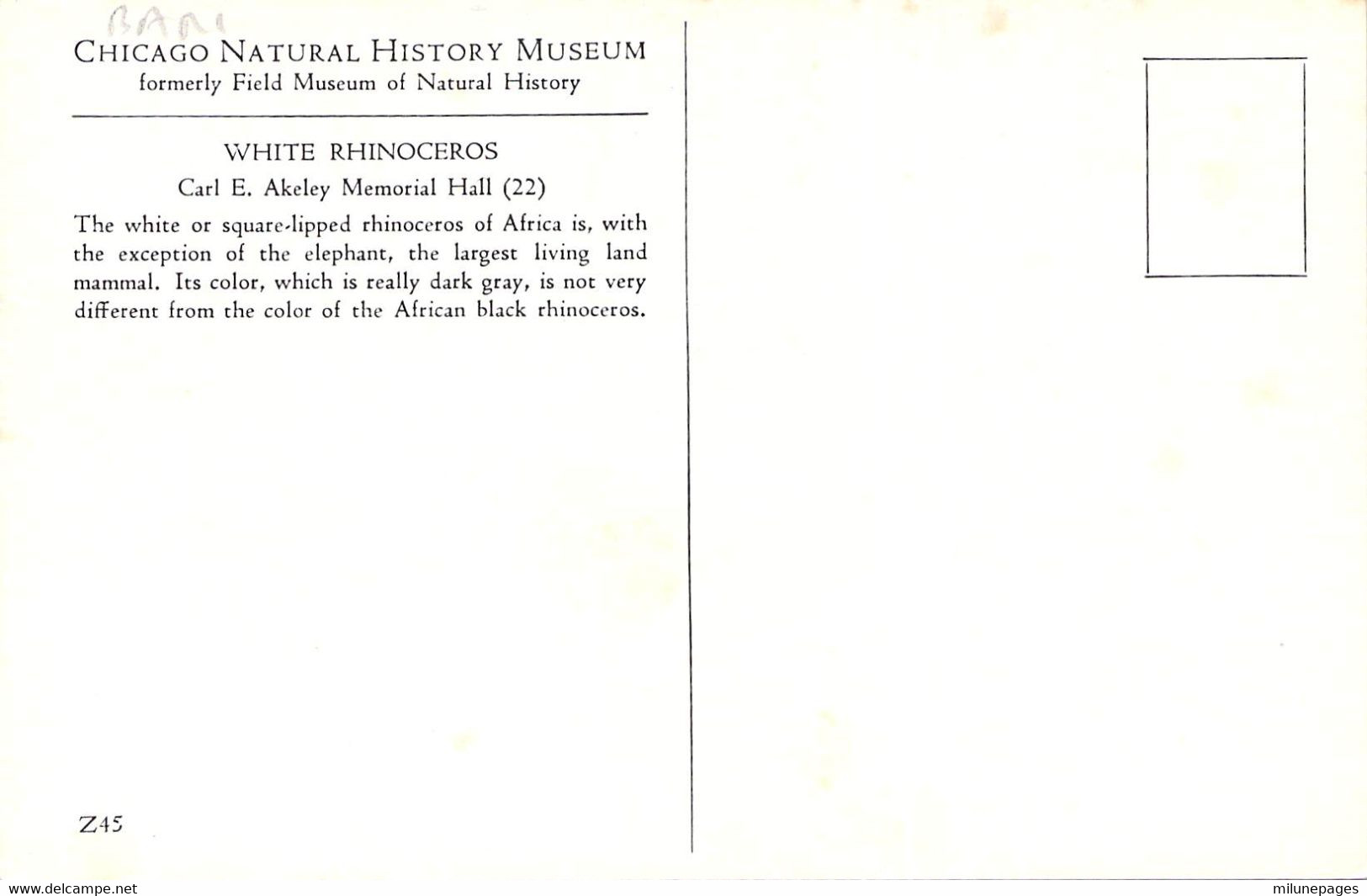 Chicago Natural History Museum White Rhinoceros Rhinocéros Blanc Au Musée D'histoire Naturelle De Chicago - Rhinozeros