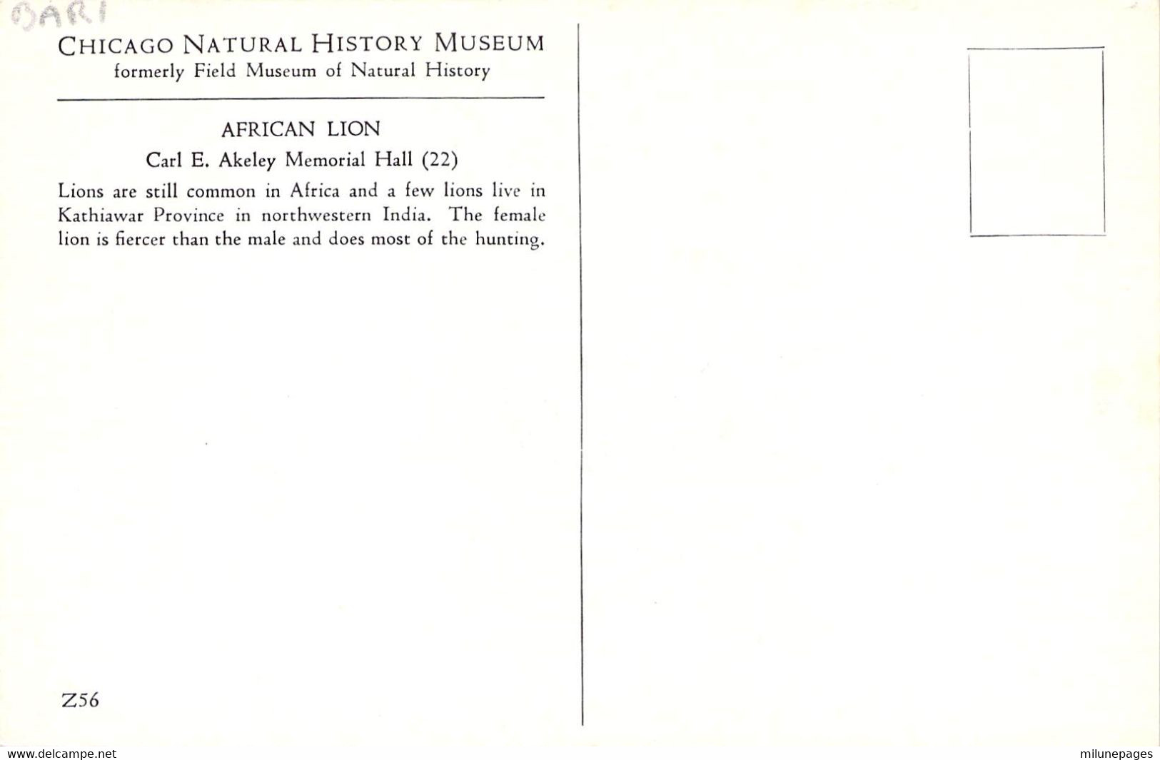 Chicago Natural History Museum African Lion Lion D'Afrique Au Musée D'histoire Naturelle De Chicago - Lions