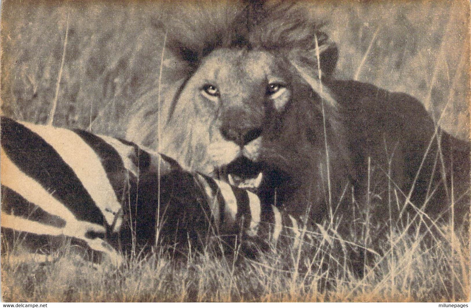 Lion Dévorant Un Zèbre Carte Postale Ancienne David Et Vallois - Lions