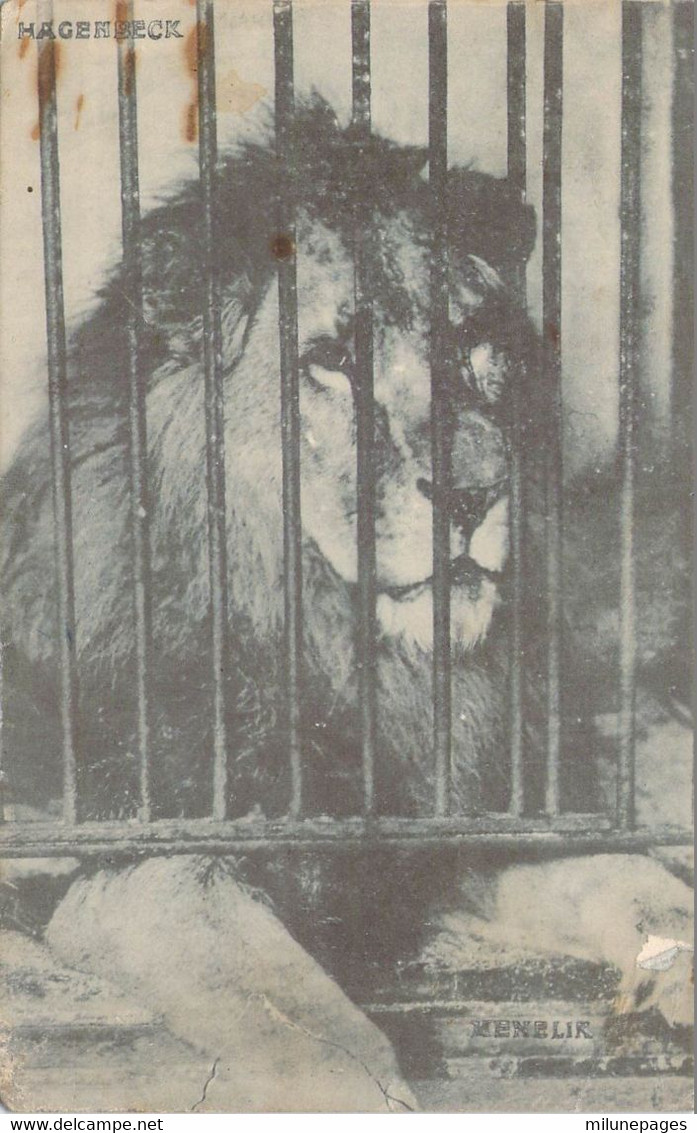 Le Lion "Menelik" Du Marchand D'animaux Carl Hagenbeck Zoo Et Cirque - Lions