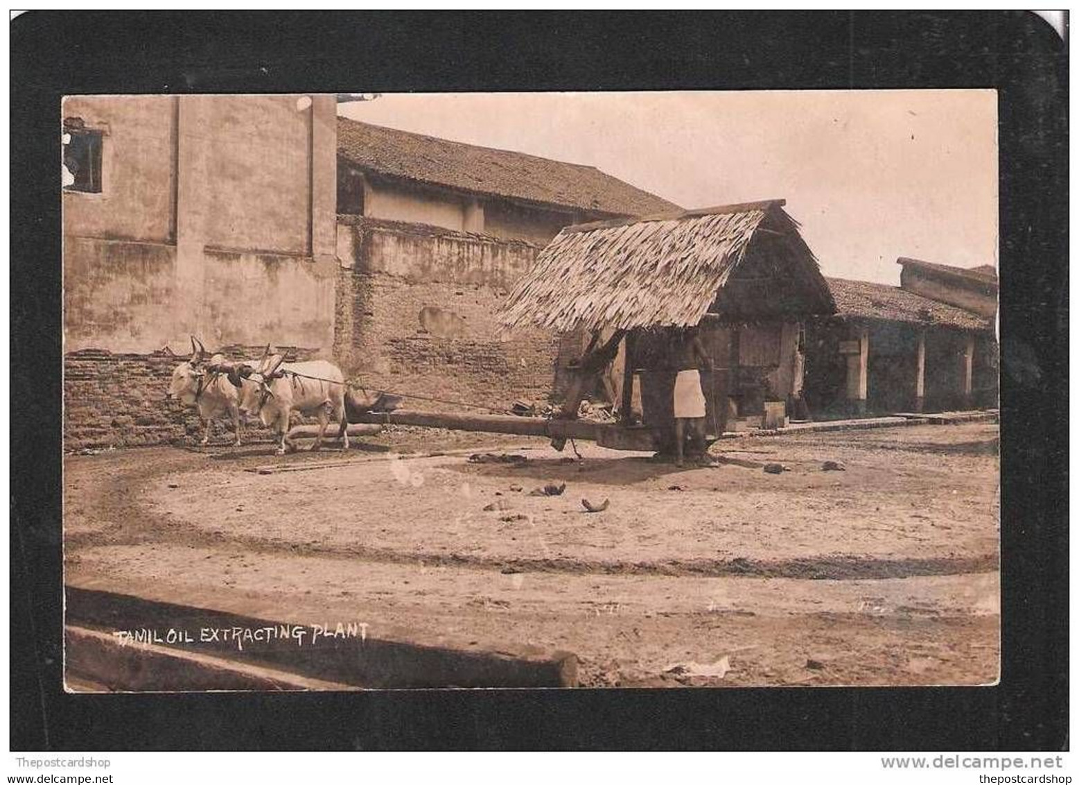 CPA RP CEYLON SRI LANKA TAMIL OIL EXTRACTING PLANT INDUSTRY OXEN COWS - Sri Lanka (Ceilán)