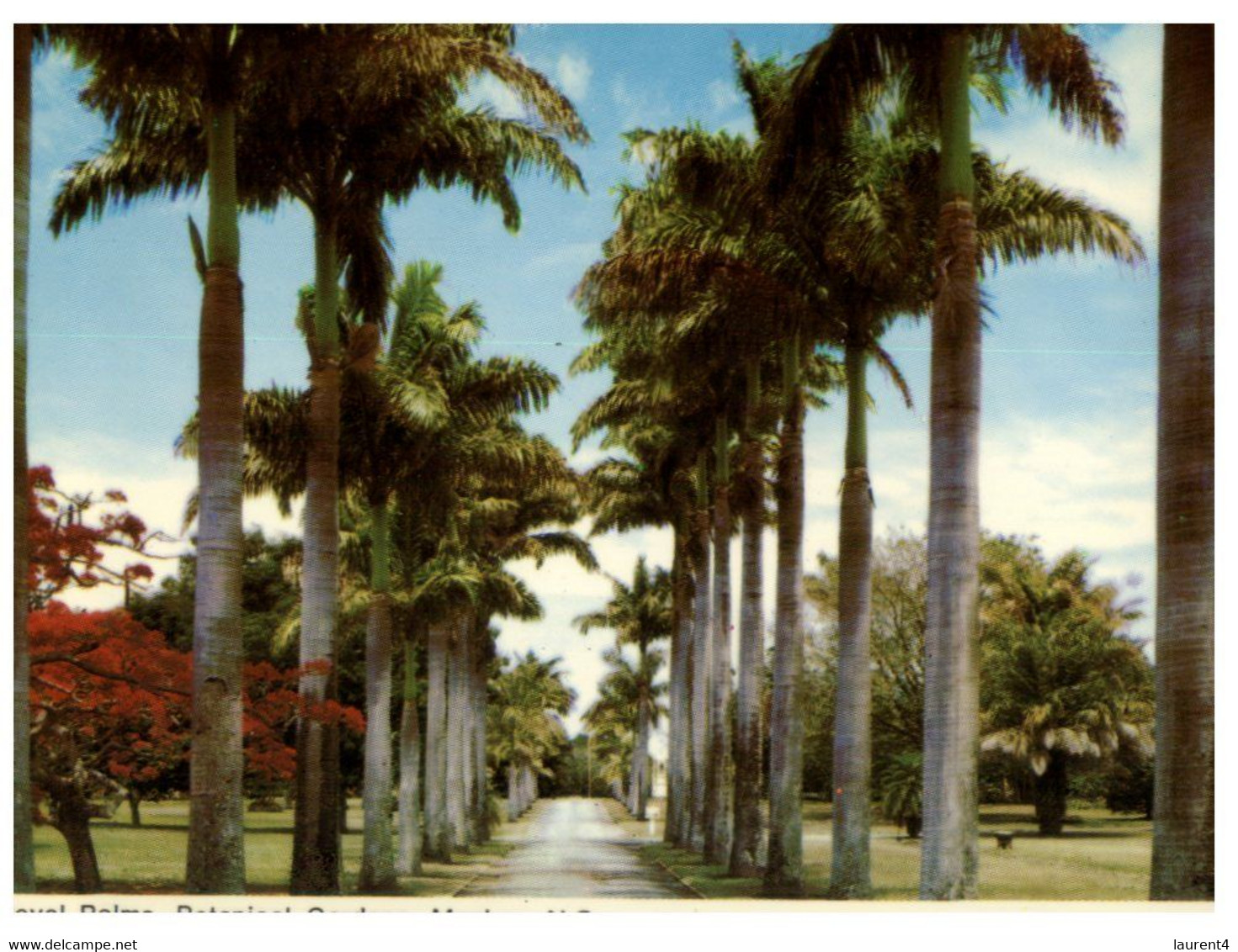 (NN 5) Australia - QLD - Royal Palms At Botanical Gardens In Mackay - Mackay / Whitsundays