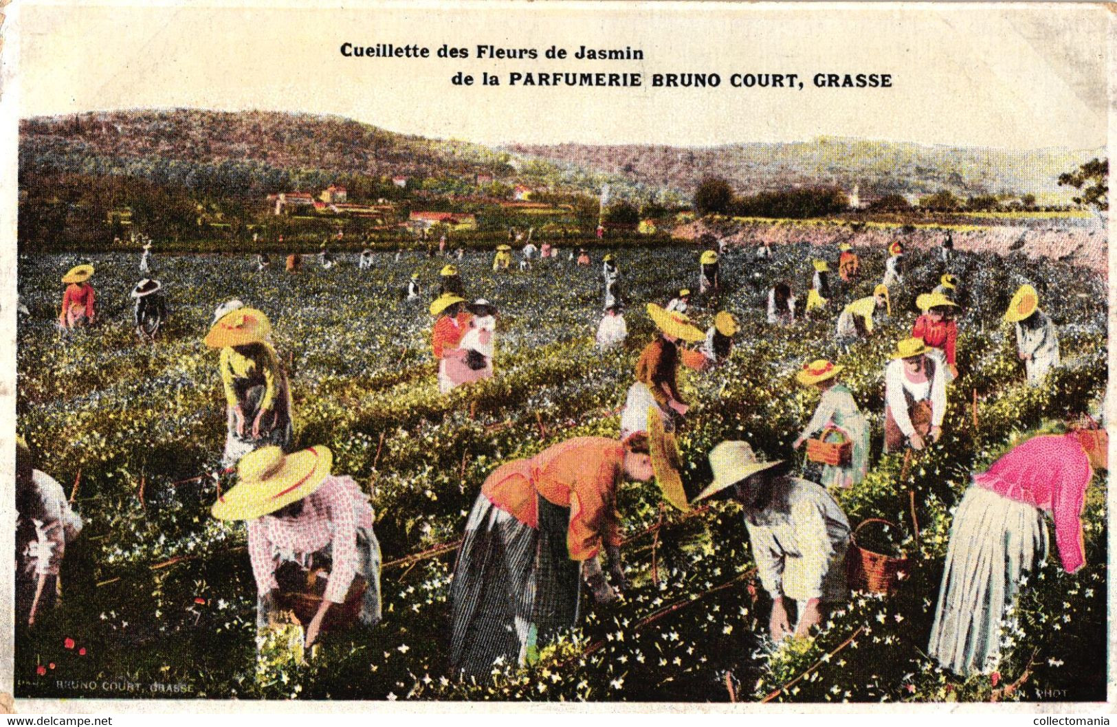 3 CP Cueillette Des Fleurs De Tubéreuses JASMIN Violtees Parfumerie Bruno Court GRASSE  Alpes-Maritimes  06 - Profumeria Antica (fino Al 1960)