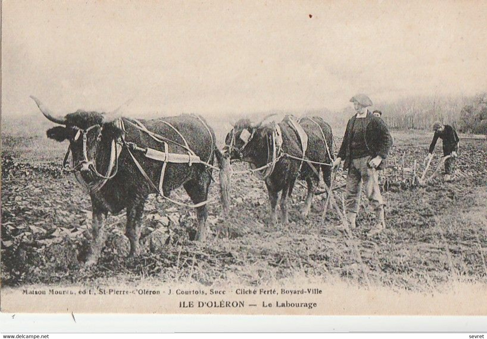 ILE D'OLERON. - Le Labourage. Bel Attelage à Boeuf - Attelages