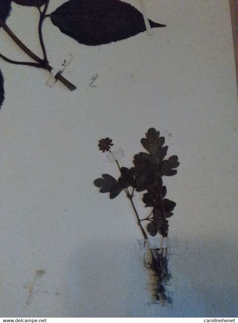 Planche Herbier Caprifoliaceae - Other & Unclassified