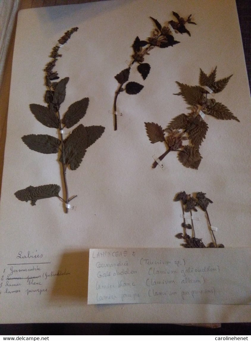 Planches Herbier Lamiaceae - Other & Unclassified