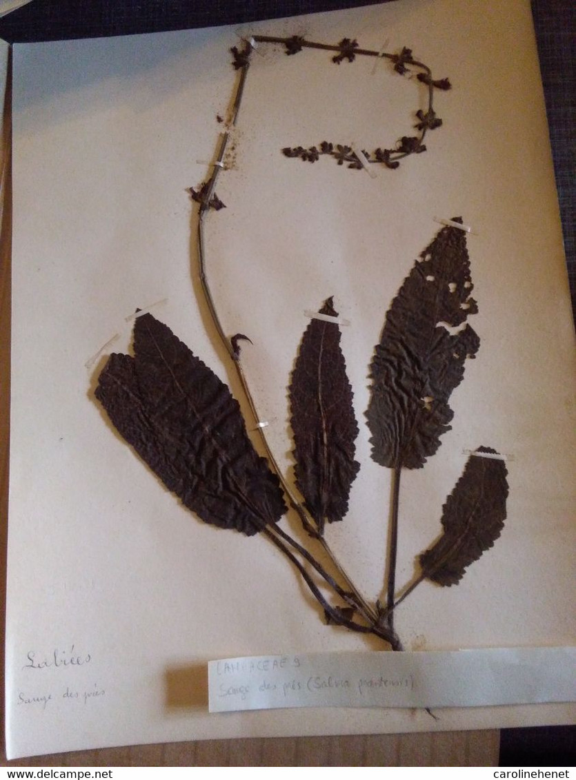 Planches Herbier Lamiaceae