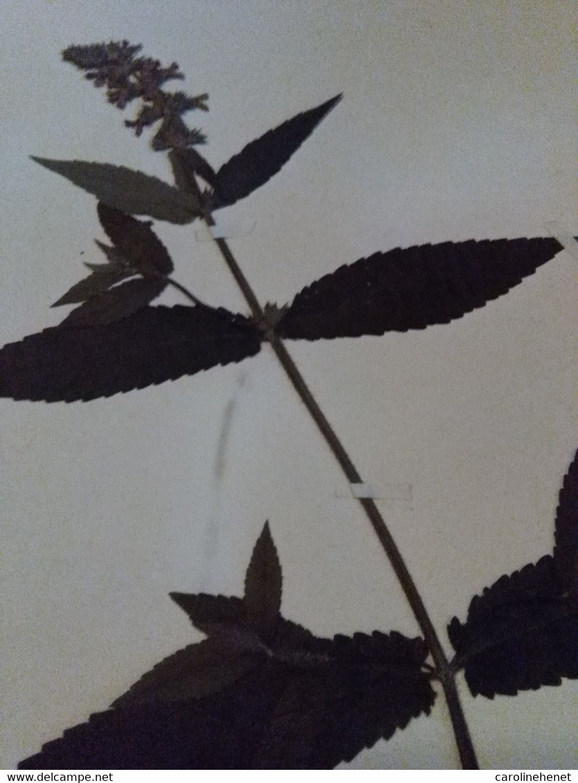 Planches Herbier Lamiaceae