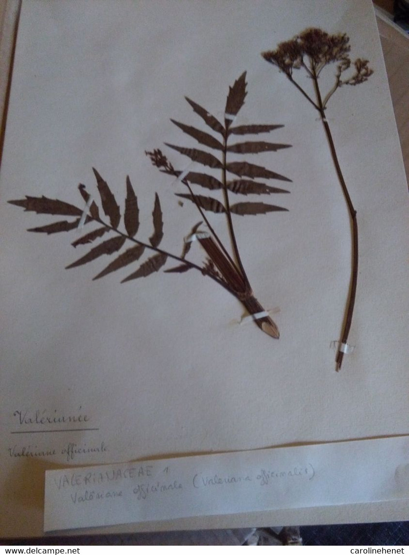 Planche Herbier Valerianaceae - Otros & Sin Clasificación