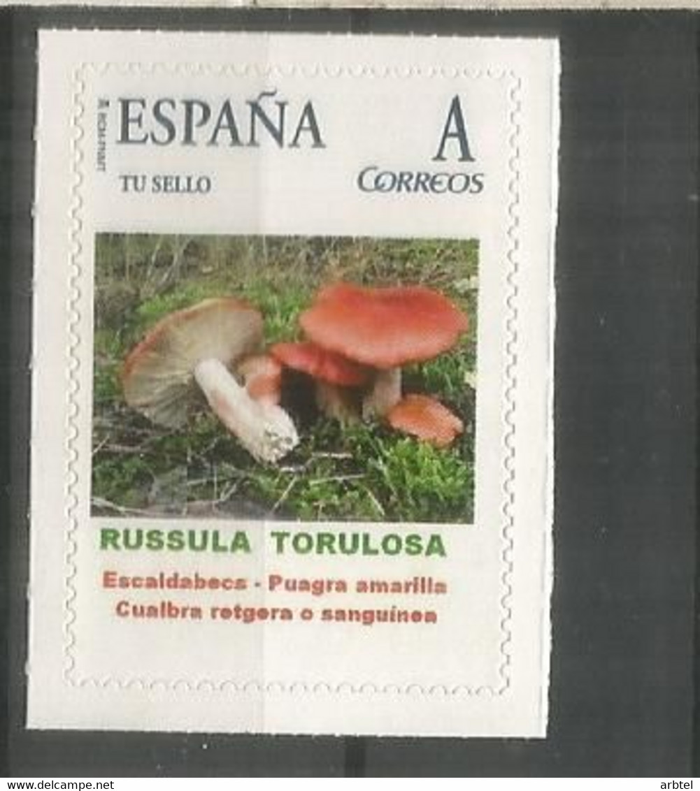 ESPAÑA TUSELLO SETAS HONGOS FUNGI MUSHROOM RUSSULA TORULOSA - Mushrooms