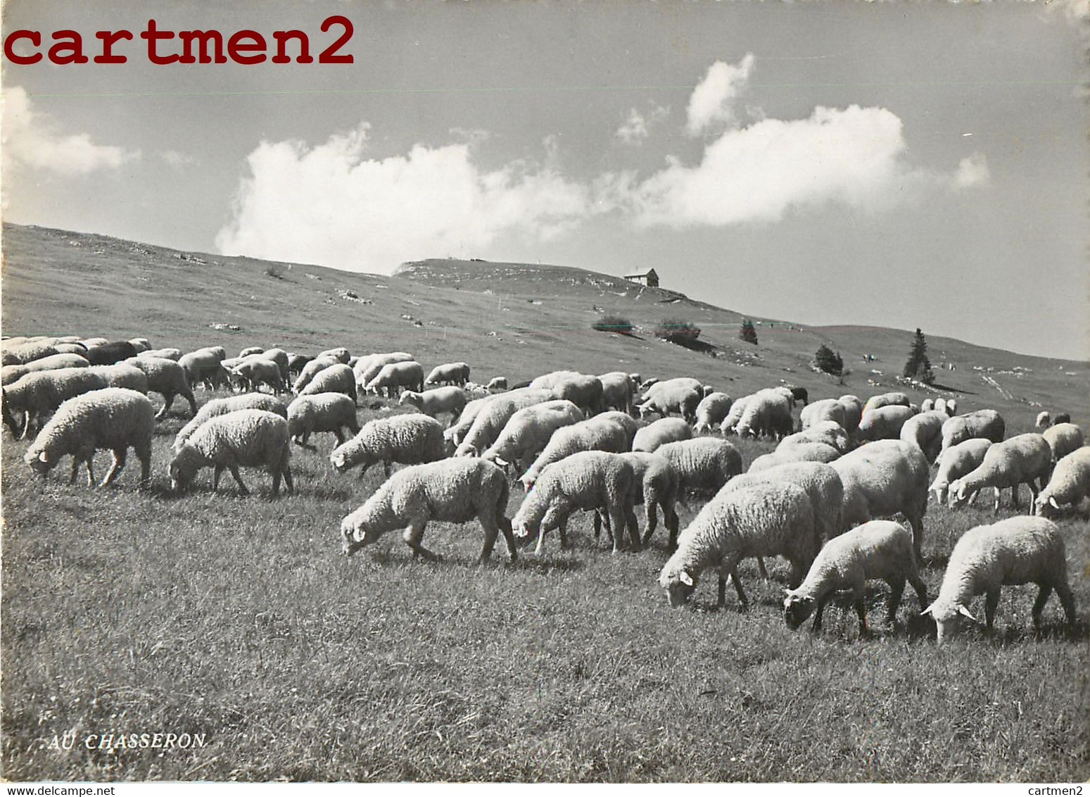 AU CHASSERON TROUPEAU DE MOTONS AU PATURAGE CANTON DE VAUD MOUTON SUISSE A. DERIAZ BAULMES - Baulmes