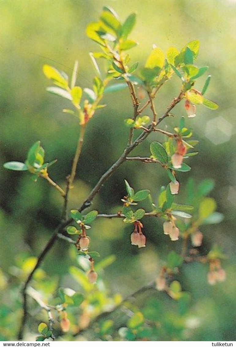 Berries - Juolukka - Bog Bilberry - Vaccinium Uliginosum - WWF Panda Logo - Other & Unclassified