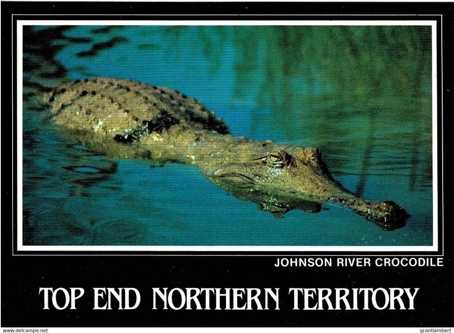 Johnson River Crocodile, Northern Australia - Unused - Sin Clasificación