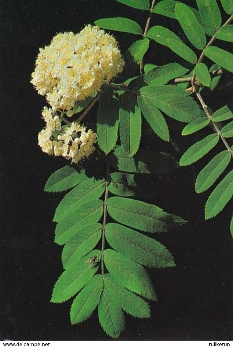 Pihlaja - Rönn - WWF Panda Logo - Mountain Ash - Sorbus Aucuparia - Flowers