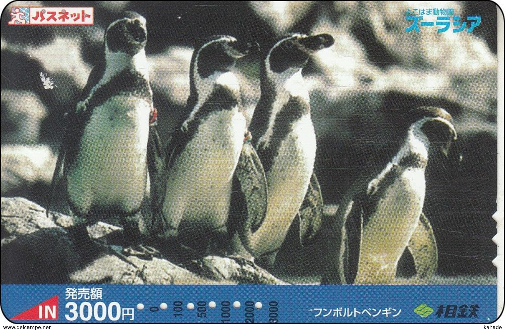 Japan Card Pinguin Manchot Penguin Pingwin - Pinguine