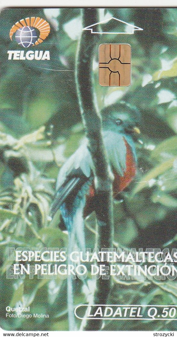 Guatemala - Parrot - Quetzal - Guatemala