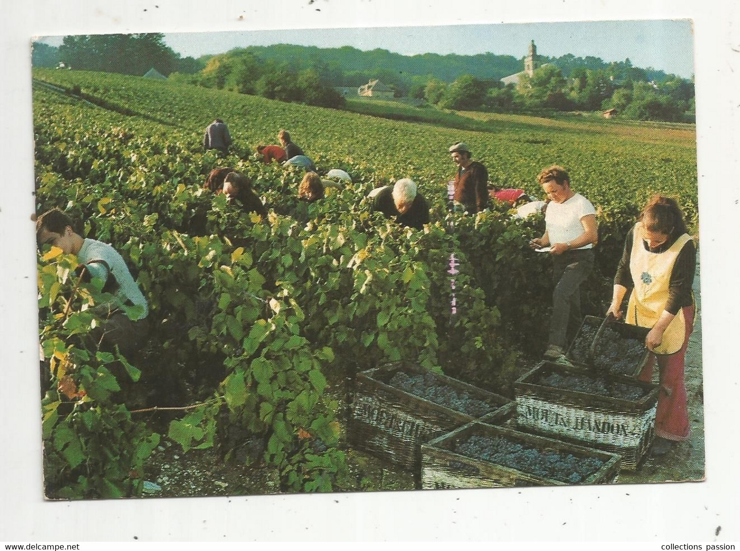 JC , G , Agricultute , Vignes , Vin , Champagne , 51 , HAUTVILLERS ,scéne De Vendanges ,voyagée 1989 , MOËT & CHANDON - Vines