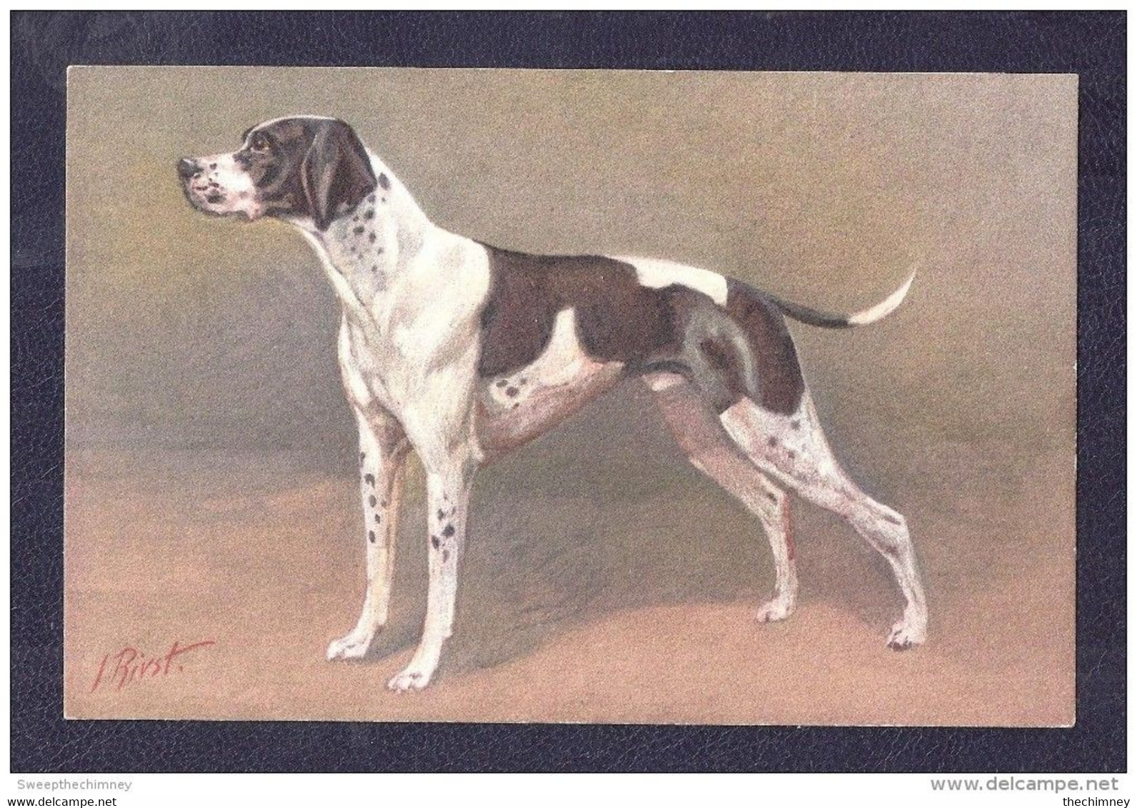 Thème CHIENS - Illustrateur J. RIVST - Chien : Pointer Dog EDITION STEHLI  NON ECRITE  SUPERBE  UNUSED - Cani