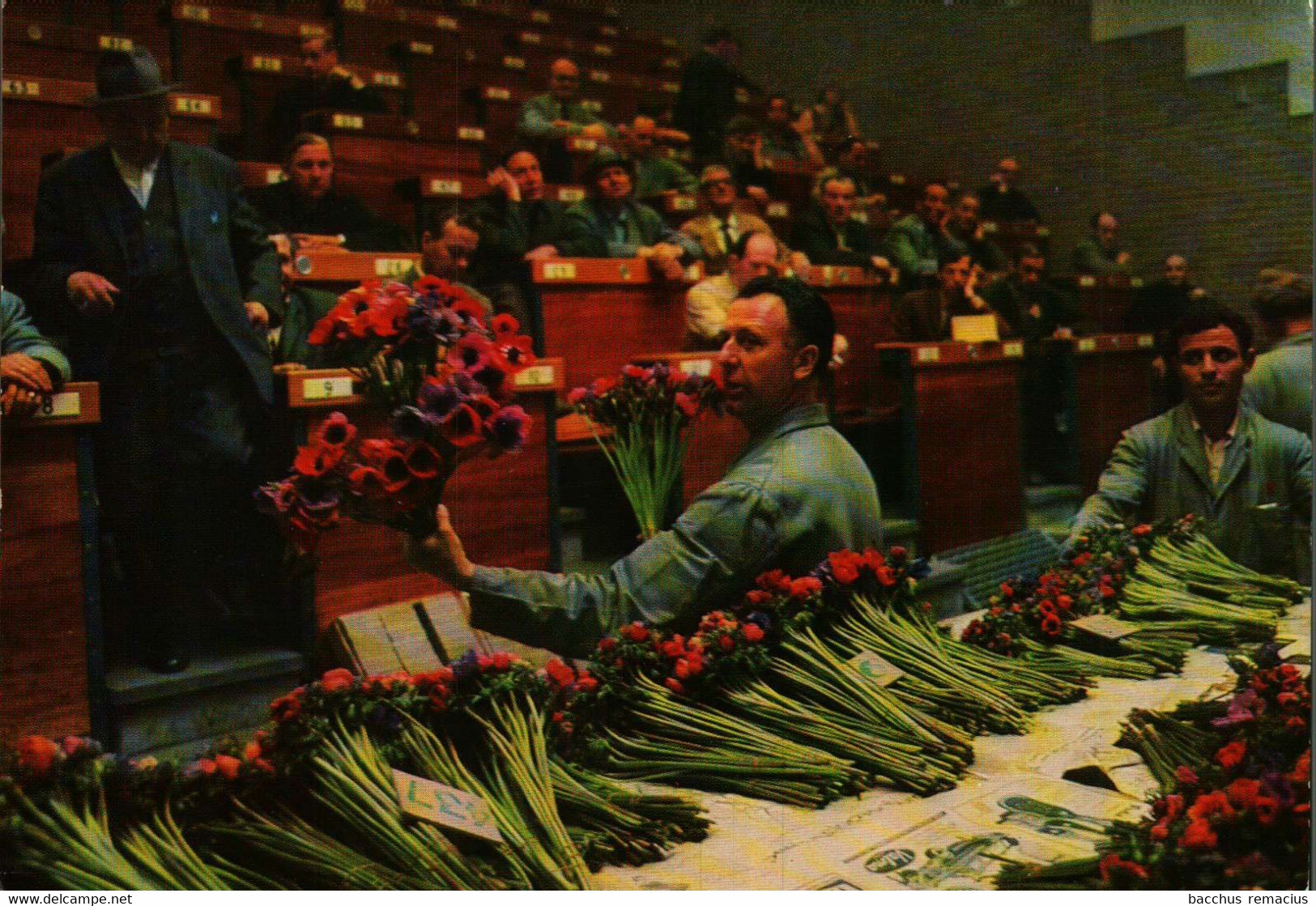 AALSMEER  Centrale Aalsmeerse Veiling  Veilen Van Snijbloemen - Aalsmeer