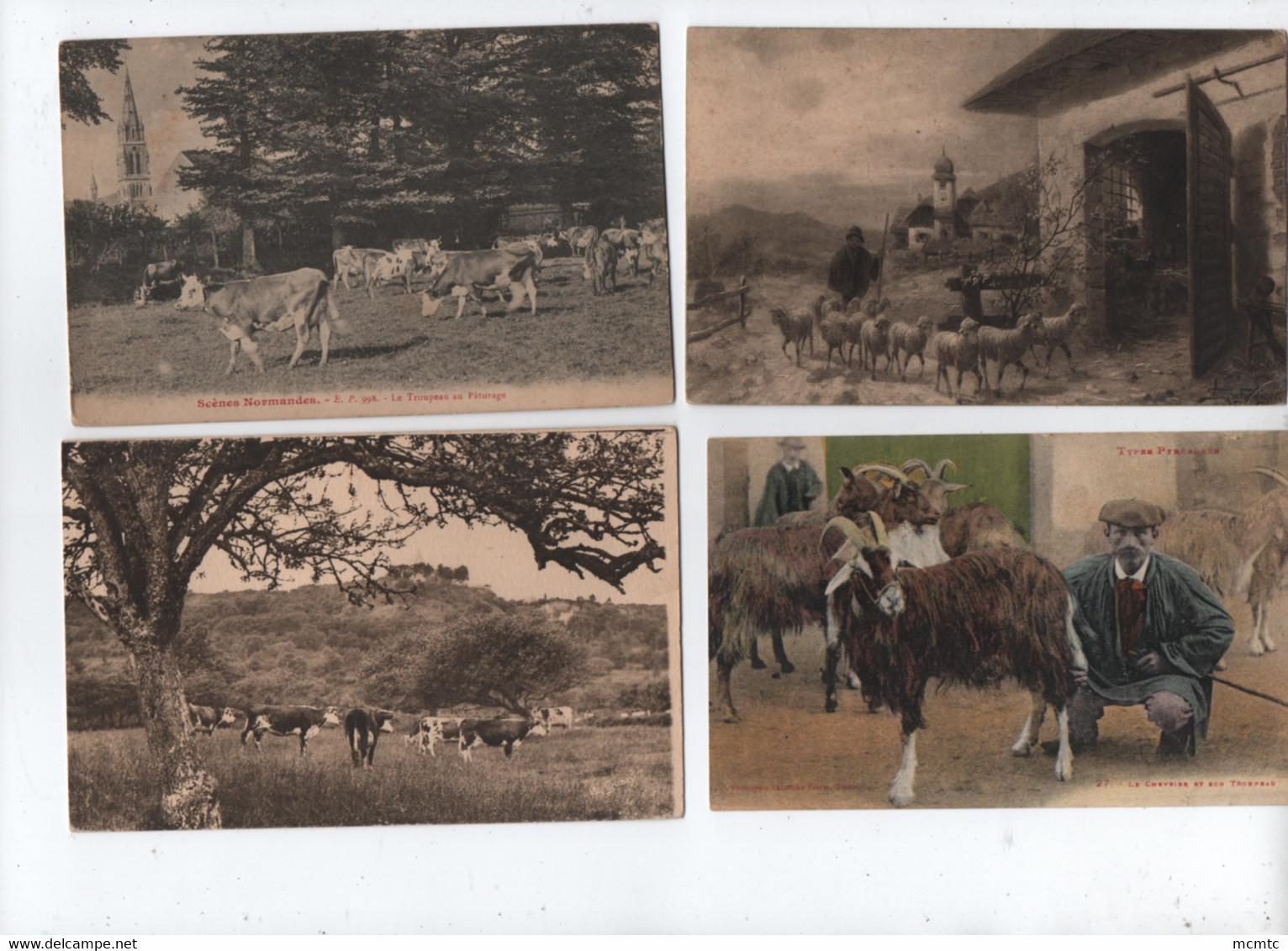 31 Cartes Agricoles , Animaux De La Ferme , élevages - Mouton , Vache ,  Chèvre - Moutons , Chèvres , Vaches - Veeteelt