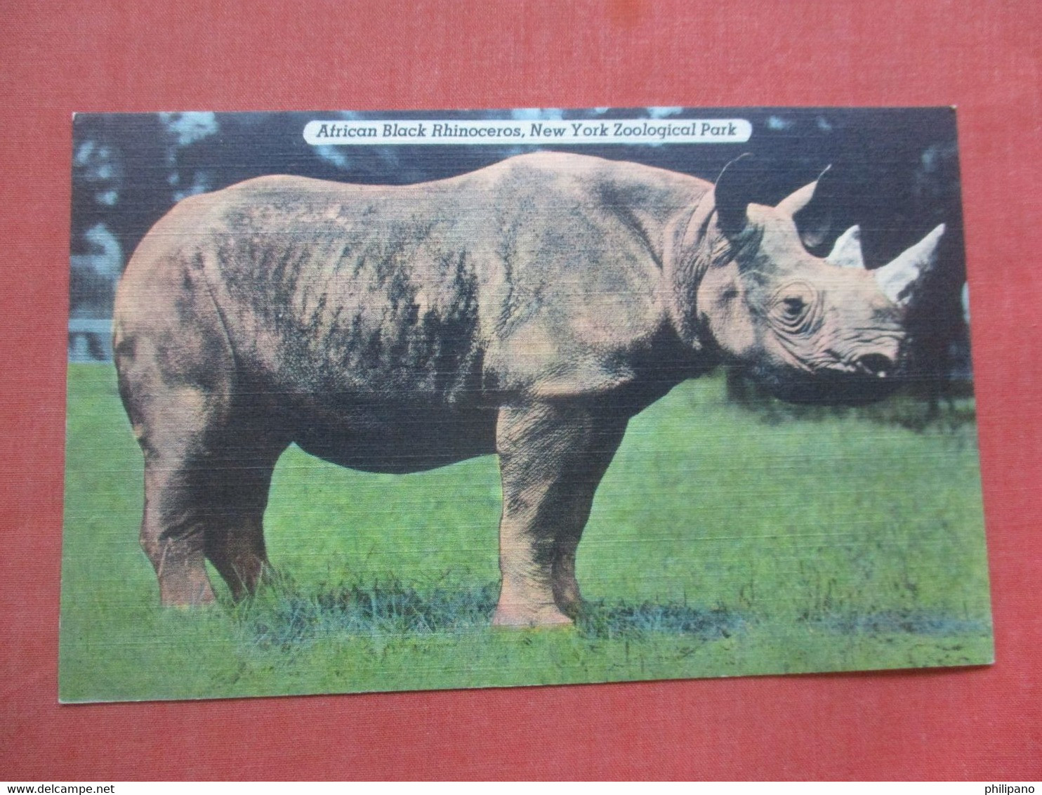 African Black Rhinoceros     NY Zoo  >     Ref 4852 - Rhinoceros