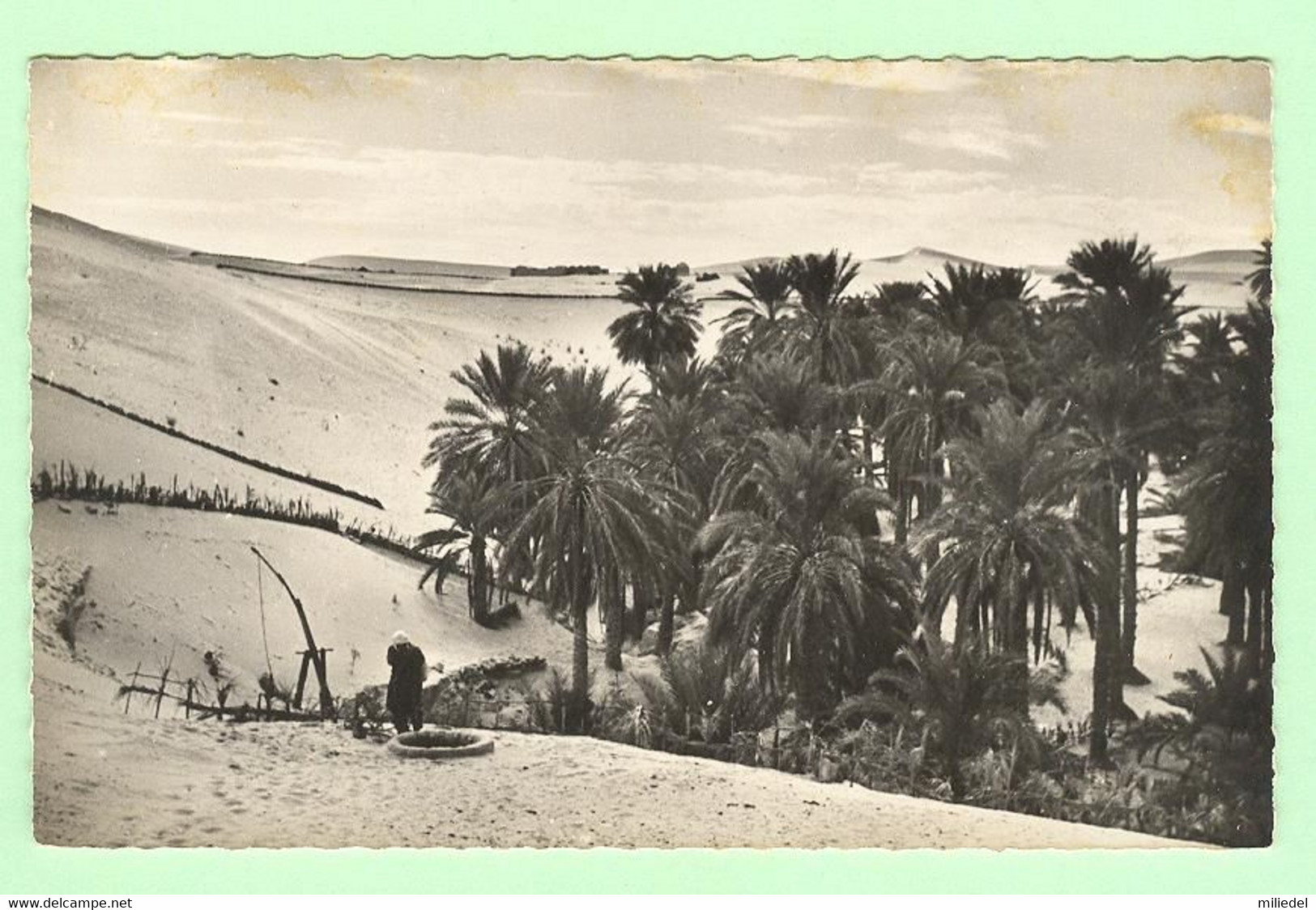 H1529 - ALGERIE - El -Oued - Une Palmeraie - El-Oued