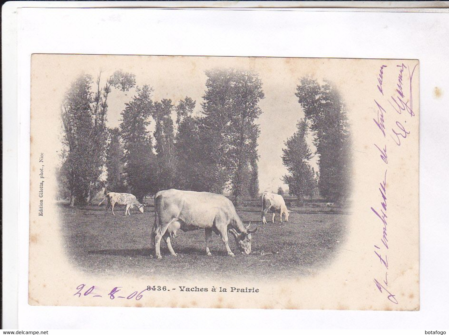 CPA DPT 52 CLEFMONT, VACHES A LA PRAIRIE En 1906! - Clefmont