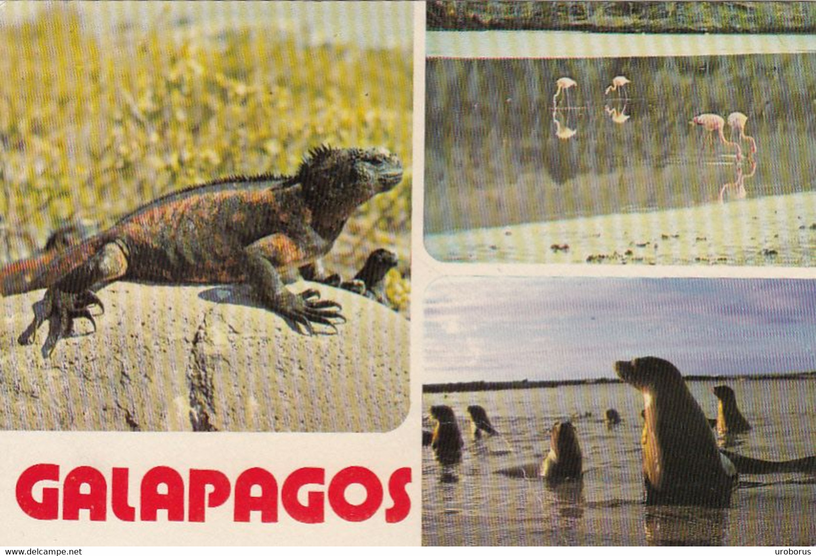 ECUADOR - Galapagos 1984 - Equateur