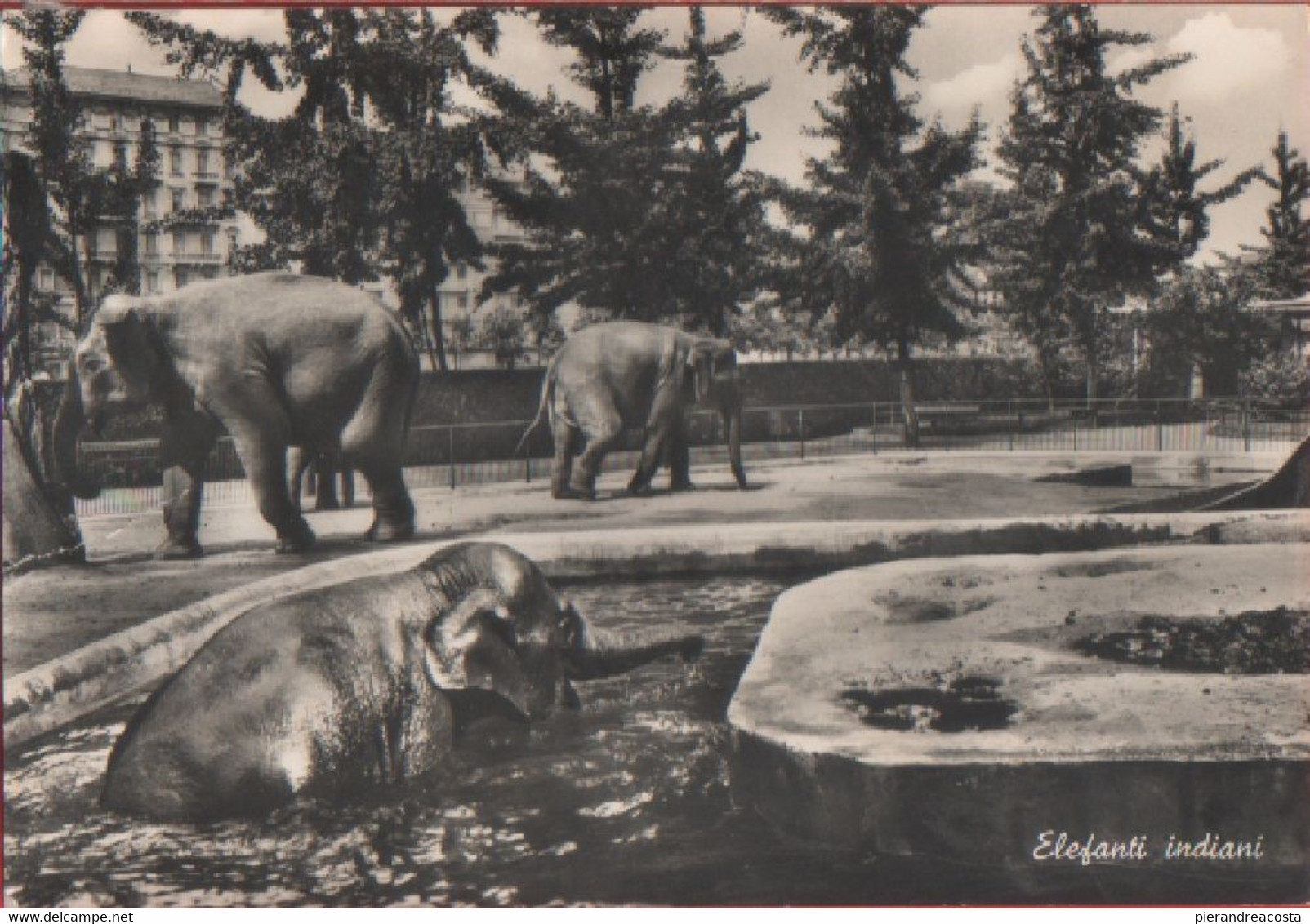 Elefanti  Indiani. Giardino Zoologico Di Torino. Non Viaggiata - Sin Clasificación