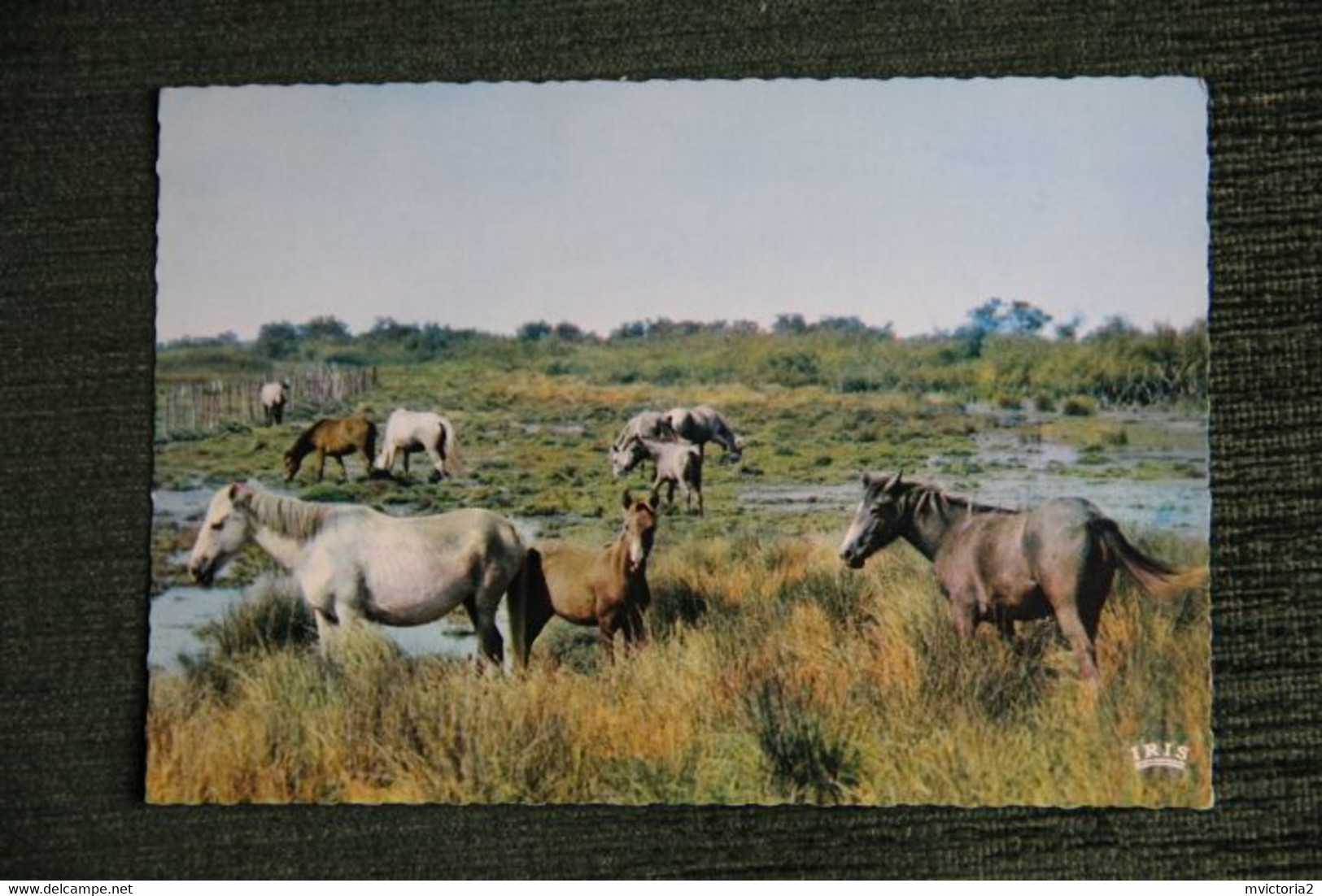 En Camargue Avec Les Gardians, Chevaux Camarguais En Liberté. - Otros & Sin Clasificación