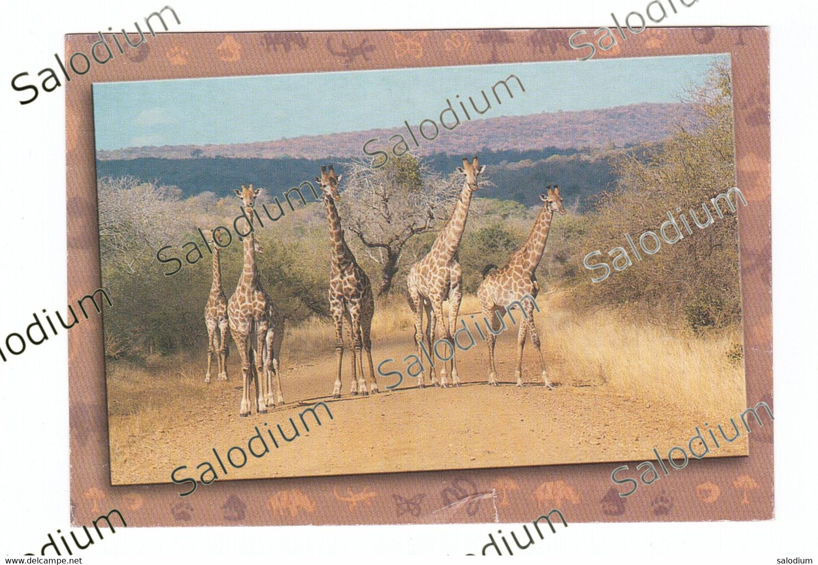 Africa Giraffa - Girafes