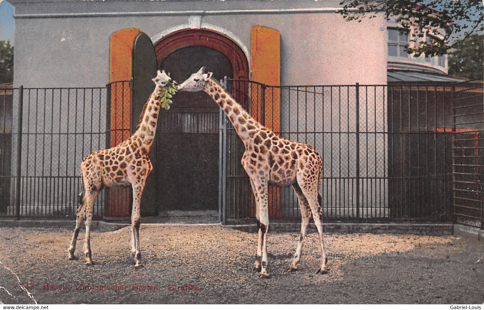 Basel Zoologischer Giraffen - Giraffes