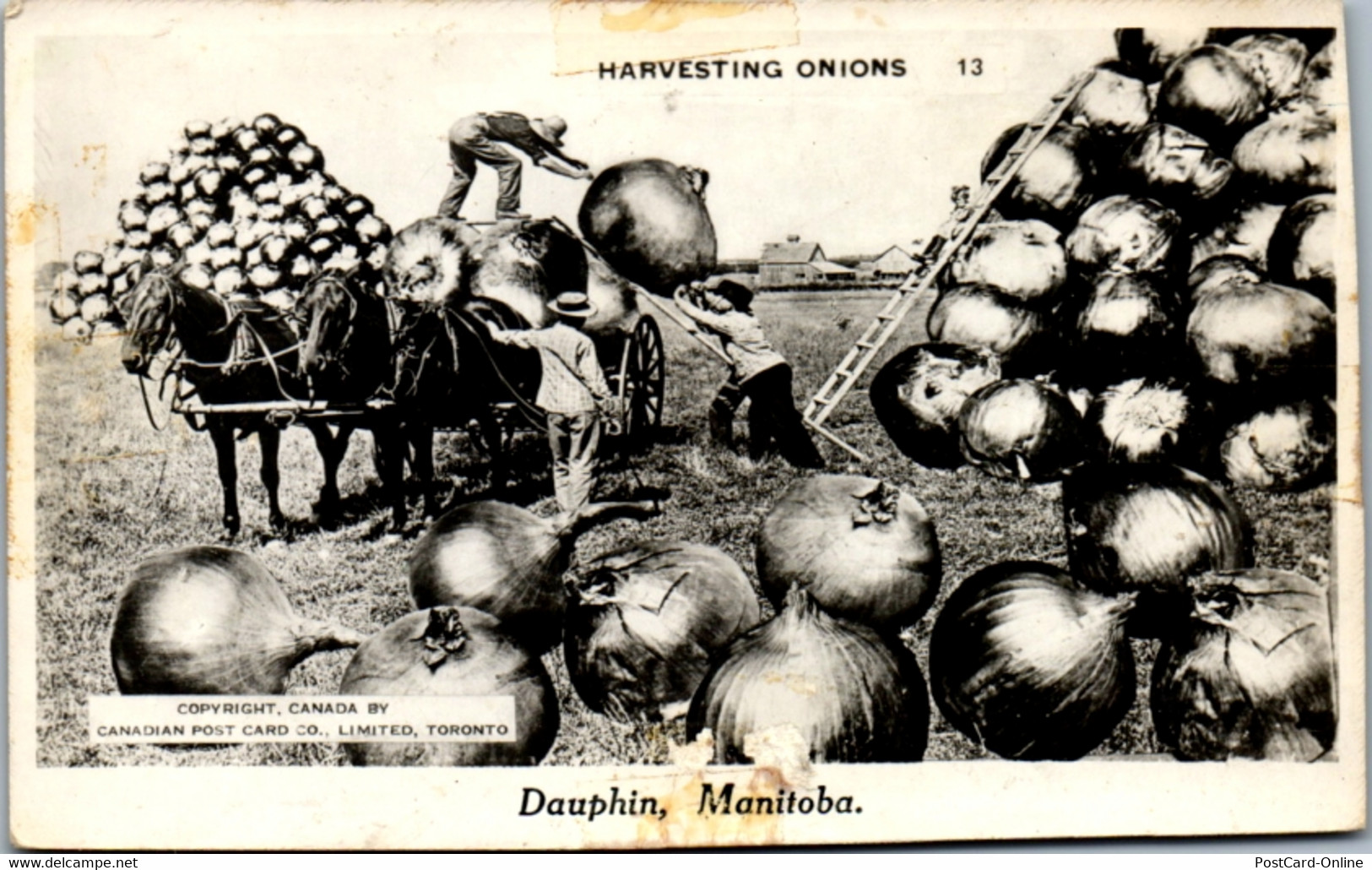 9095 - Kanada - Manitoba , Dauphin , Harvesting Onions , Zwiebelernte , Pferdewagen - Nicht Gelaufen - Dauphin