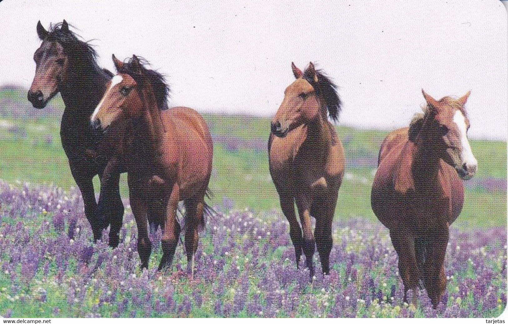 TARJETA DE ALEMANIA DE UNOS CABALLOS DE TIRADA 10000 (CABALLO-HORSE) - Pferde