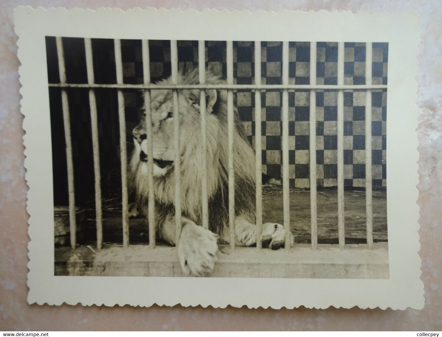 Photo Ancienne 1957 ALGER ALGERIE Jardin D'essai ZOO Lion - Guerra, Militares